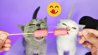 White and Gray Kitten Eating Sausage ASMR