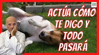 🚨 ¿QUÉ HACER SI MI PERRO TIENE CONVULSIONES Y BABEA? 🚨 EPILEPSIA EN PERROS