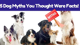 Dog myths You Thought Were Facts!