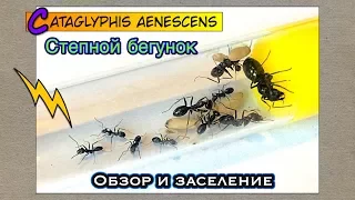 СТЕПНОЙ БЕГУНОК // Обзор и Заселение // Cataglyphis aenescens