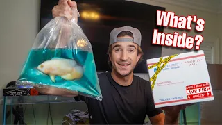 ORDERING LIVE FISH THRU THE MAIL...*Albino*