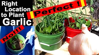 How to Grow GARLIC Tips Where to Plant Sun or Shade Comparison, Spring PLANTING for Summer Harvest