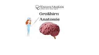 Großhirn Anatomie