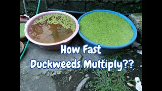 How Fast Does Duckweeds Multiply? || Organic Fertilizer ||