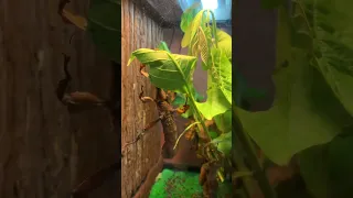 Giant prickly stick insect #shortvideo insect