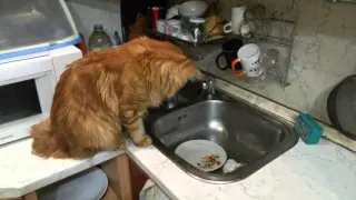 кот моет посуду