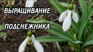 Галантус - Подснежник Выращивание и Уход - Подснежник в Саду