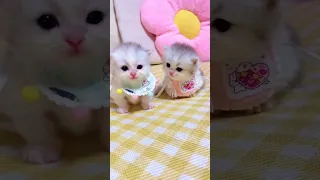 Cute Baby Kitten Meowing