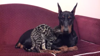 Doberman and Bengal Cat Cuddle Time