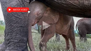 Help orphaned baby elephants survive!