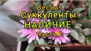 Весна! Наличие , продажа. Часть 1.