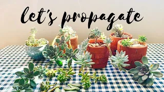 How to Propagate Succulents