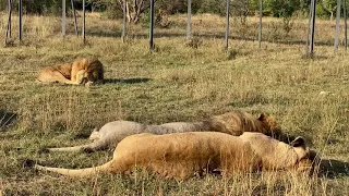 Лев Кай ВЕРНУЛСЯ В ПРАЙД ВОЖАКА !