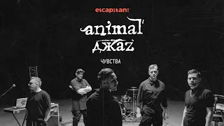 Чувства - Animal Джаz (elcapitan! кавер | 2022)