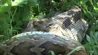 Python kills and swallows Sambar Deer in Sri Lanka