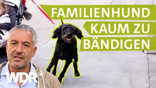 Hund und Kleinkind: Spazieren gehen ist unmöglich| Hunde verstehen | S05/E04 | WDR