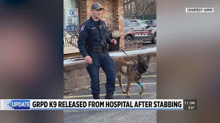 GRPD K-9 released from hospital after stabbing