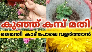 Powerful way to propagate chrysanthemum frkm cuttings l Grow chrysanthemum using alovera gel l plant