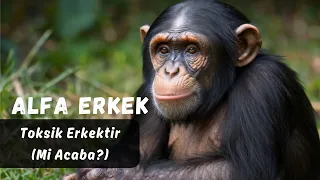 Alfa Erkek Toksik Erkektir (Mi Acaba?)