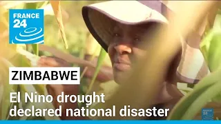 Zimbabwe declares El Nino drought a national disaster • FRANCE 24 English