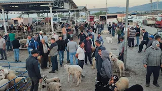 16 Eylül 2023 ÖDEMİŞ KÜÇÜKBAŞ HAYVAN PAZARINDA GÜNCEL BİLGİLER.