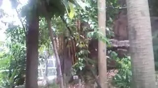 Kualar Lumpur Airport Jungle.mp4