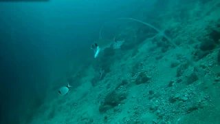 Seabream around squid, not taking bites