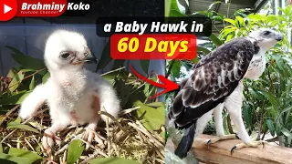 MEMBESARKAN BAYI ELANG | Growing Up a Baby Hawk