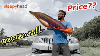 ദൈവമേ..30,000/- രൂപയുടെ മീനോ ???  | Bought New Arapaima and Sleepyhead mattress