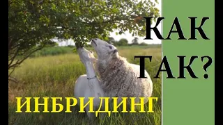 Разведение овец и коз в инбридинге. Инбридинг. Ч. 5.