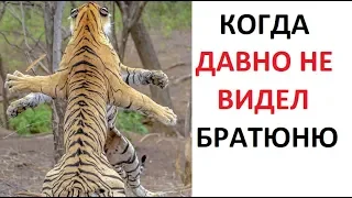 Лютые приколы Когда давно не видел братюню