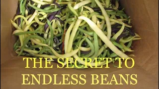 The secret to ENDLESS BUSH BEANS