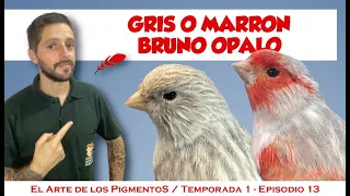 Canario bruno ópalo, pigmentos, estandar, cruzamientos.