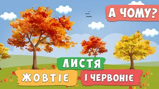 А ЧОМУ ❓ листя у певних дерев восени жовтіє, а в інших — червоніє? 🍁Чому листя змінює колір восени?🍂