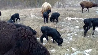 Первая прогулка Гиссарских ягнят и немного о питании в этом возрасте.