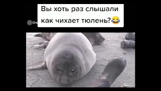 Funny animals #7 - Приколы с животными (Coub ,TikTok)