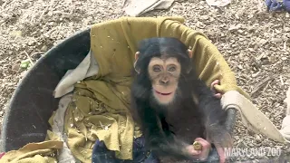 Baby Chimp Lola's Playtime Tumbles