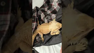 Cat Vs Lizard😂💀#shorts #funny