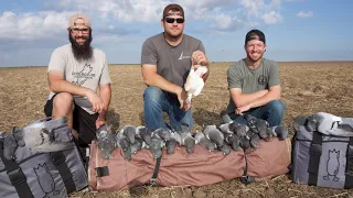Epic Pigeon Hunt!!! 33 Plus a BAND!!! (Exploding Pigeon)