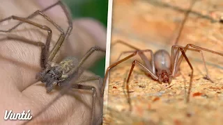 La araña más peligrosa y venenosa de México