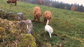 Scottish Highland Cattle In Finland: Cat is interesting and scary