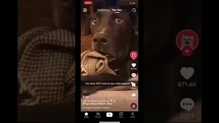 The dog was shocked!