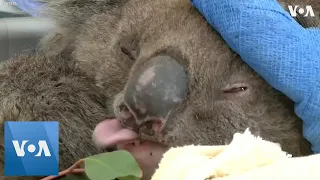 Australian Koala Treated for Burns on Kangaroo Island