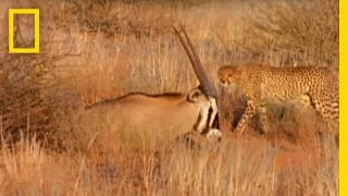 Cheetahs vs. Gemsbok | National Geographic