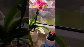 Орхидея ! Красота и Только ! Цветы моего Дома !💖💖💖