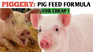 How To Make Your Own PIG FEED Formula! Best Quality Feeds For Less! / Healthy PIGS