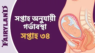 গর্ভাবস্থার চৌত্রিশ তম সপ্তাহ | সপ্তাহ অনুযায়ী গর্ভাবস্থা | সপ্তাহ ৩৪