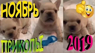 ПРИКОЛЫ 2019 САМЫЕ НОВЫЕ!!!!СМОТРЕТЬ ПРИКОЛЫ 2019!!!#18