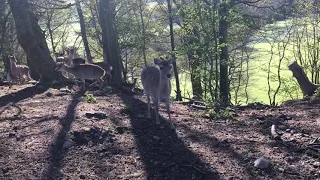 Fallow deer and sika deer in Spring.
