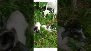 Ang saya Ng mga kambing mag kakasama cla